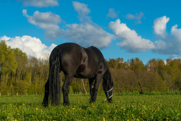 Fototapeta premium beautiful Black Fresian horse on dutch field