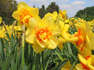 Obraz premium Narcissus in full bloom at spring time