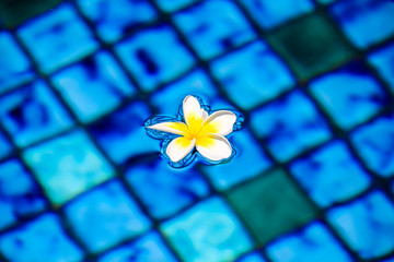 White yellow indonesian flower floating in a swimming pool
