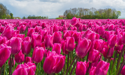 Field with pink purple tulips in the Netherlands