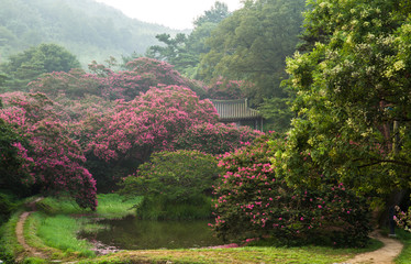 8월의 배롱나무꽃