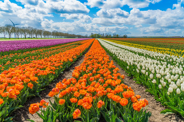 Veld met kleurrijke tulpen in Nederland
