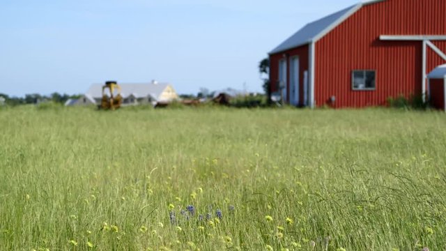 Nice establishing shot of grass and wildflowers swaying in the wind with a big red barn out of focus in the background
