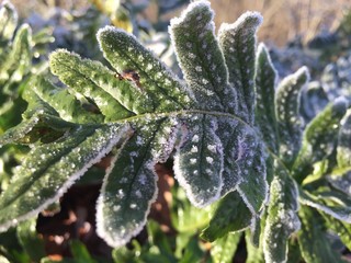 farn vereist winter frost natur pflanze Jahreszeit eis eisig vereist makro flora frost blatt 