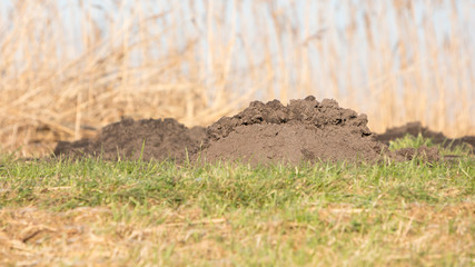 Molehill- lawn