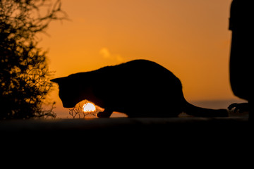 Silhouette einer Katze im Sonnenuntergang