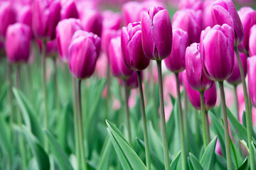 Beautiful flowers in Holland