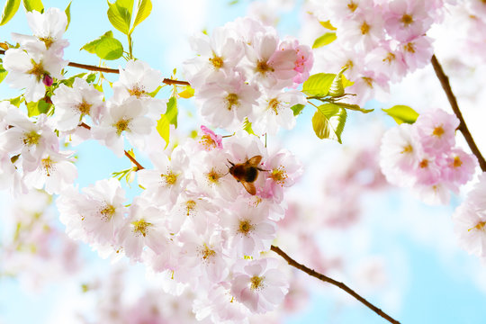  Flower ornamental cherry with spring atmosphere and blue sky