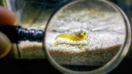 baby crayfish ghost isolated on white background © afe207