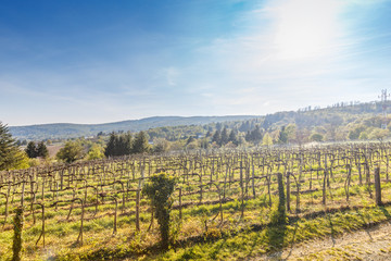 Fototapeta na wymiar Vineyard landscape in the spring season