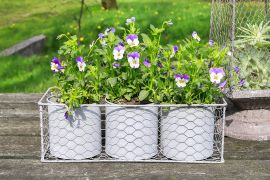 Pansy flowers in grey cans.