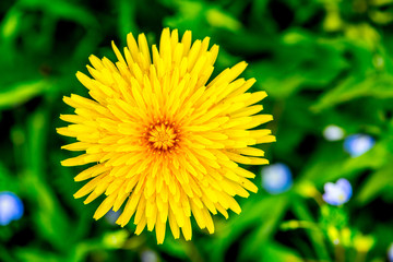 taraxacum officinale, single flowers and details
