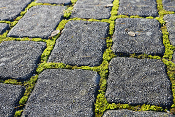 Stone garden path with moss