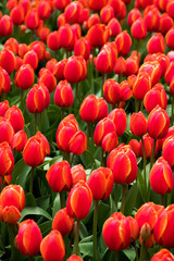 Fototapeta premium Beautiful flowers in Holland