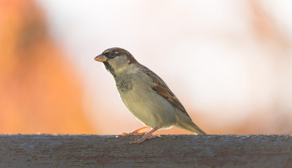 Vogel sitzt auf Baumstamm im Herbst