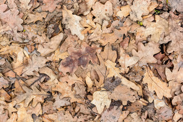 Dry fallen leaves