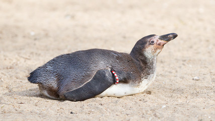 Humboldt penguin close up