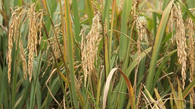Golden mature paddy rice