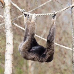 Adult white handed gibbon
