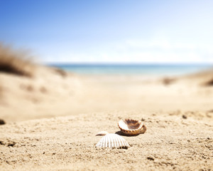 beach and summer time 
