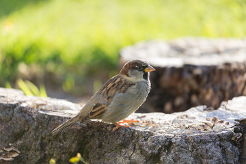 Vogel sitzt auf Baumstamm