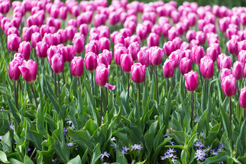 Tulpenmeer auf dem Keukenhof