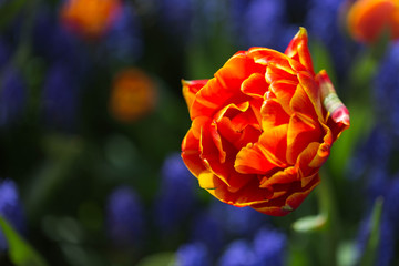 Blüte vor blau grünem Hintergrund