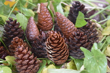 pine cone