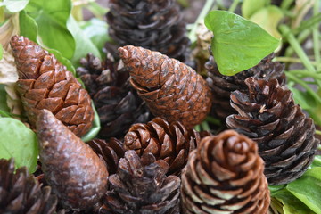 pine cone