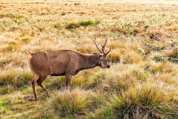 Sambar deer in wild