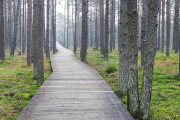 Obraz premium Wetland forest with green carpets of moss. Wooden bridge over the swamp.