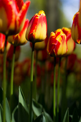 Nahaufnahme einer Tulpenblüte