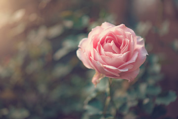 Pink roses background.