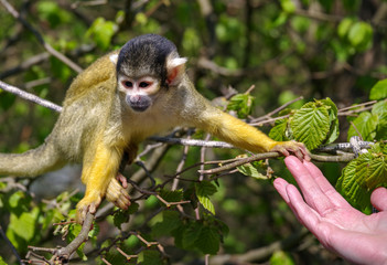 Totenkopfaffe greift nach Hand