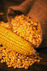 Harvested corn maize cob and grains