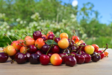 Sweet cherries in garden