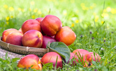 Ripe juicy nectarines in garden