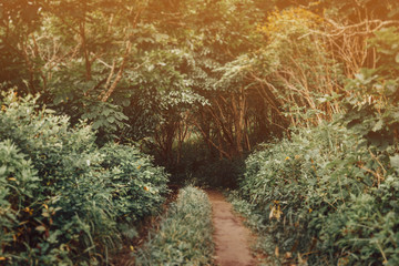 Trail in the deep summer forest