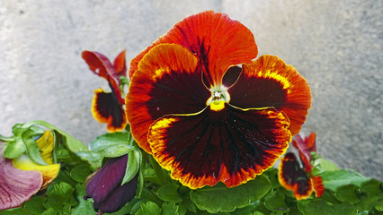 Fototapete bei efototapeten.de bestellen   