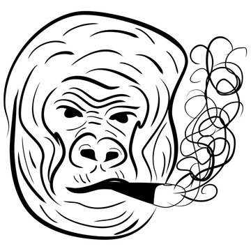 Gorilla portrait - hand line drawing