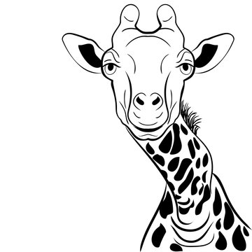 A graphical image giraffe head ink sketch