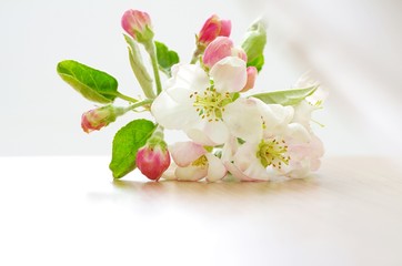 Zarte romantische Apfelblüten in Rosa