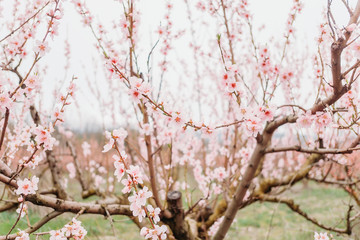 Blossoming peach tree.