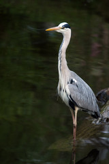 Grey Heron stands in a river