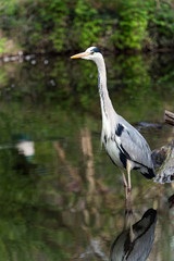 Grey Heron stands in a river