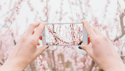 Female taking photo of blooming tree.