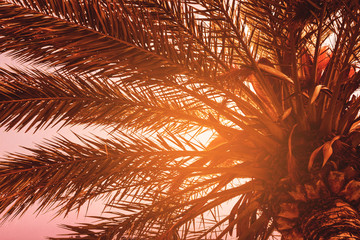 Beautiful Palm with Light Beam Sunny Day. Toning. Vacation Concept. View from Down.