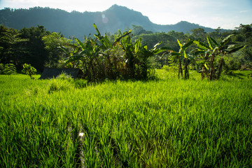 Obraz premium Rizières de Bali