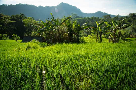 Rizi&egrave;res de Bali