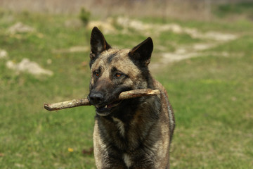 German Shepgerd close-up with a stick in it's mouth